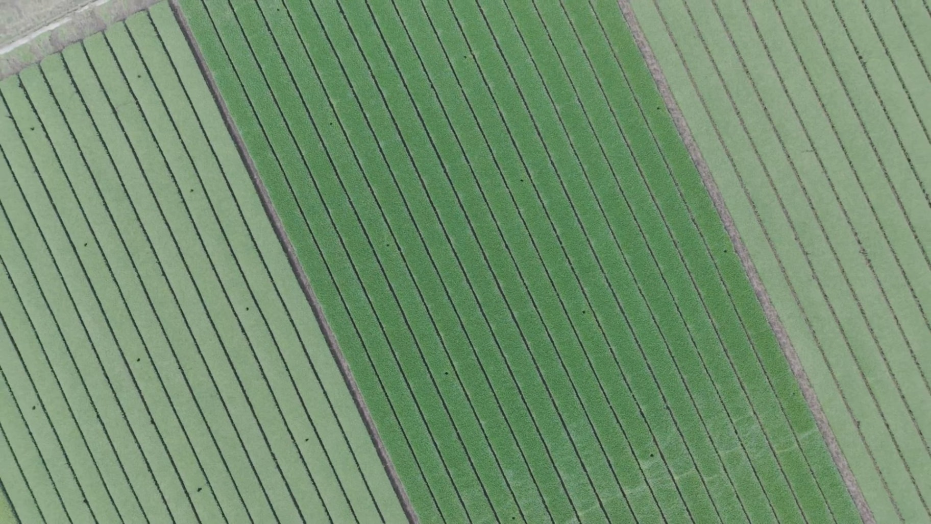 Aerial view of rows of green tea bushes on a Japanese tea farm