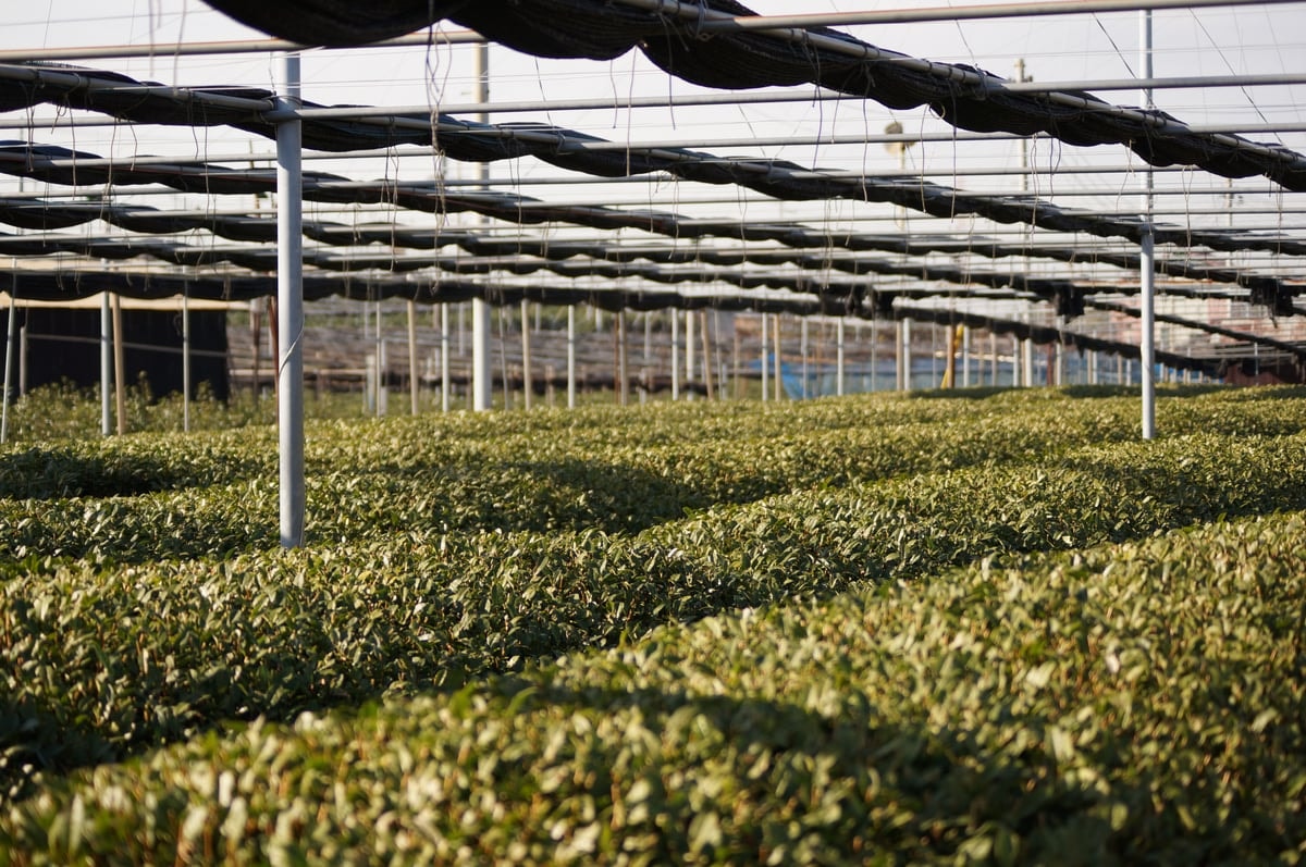Tea bushes growing under shade netting in Nishio, Aichi