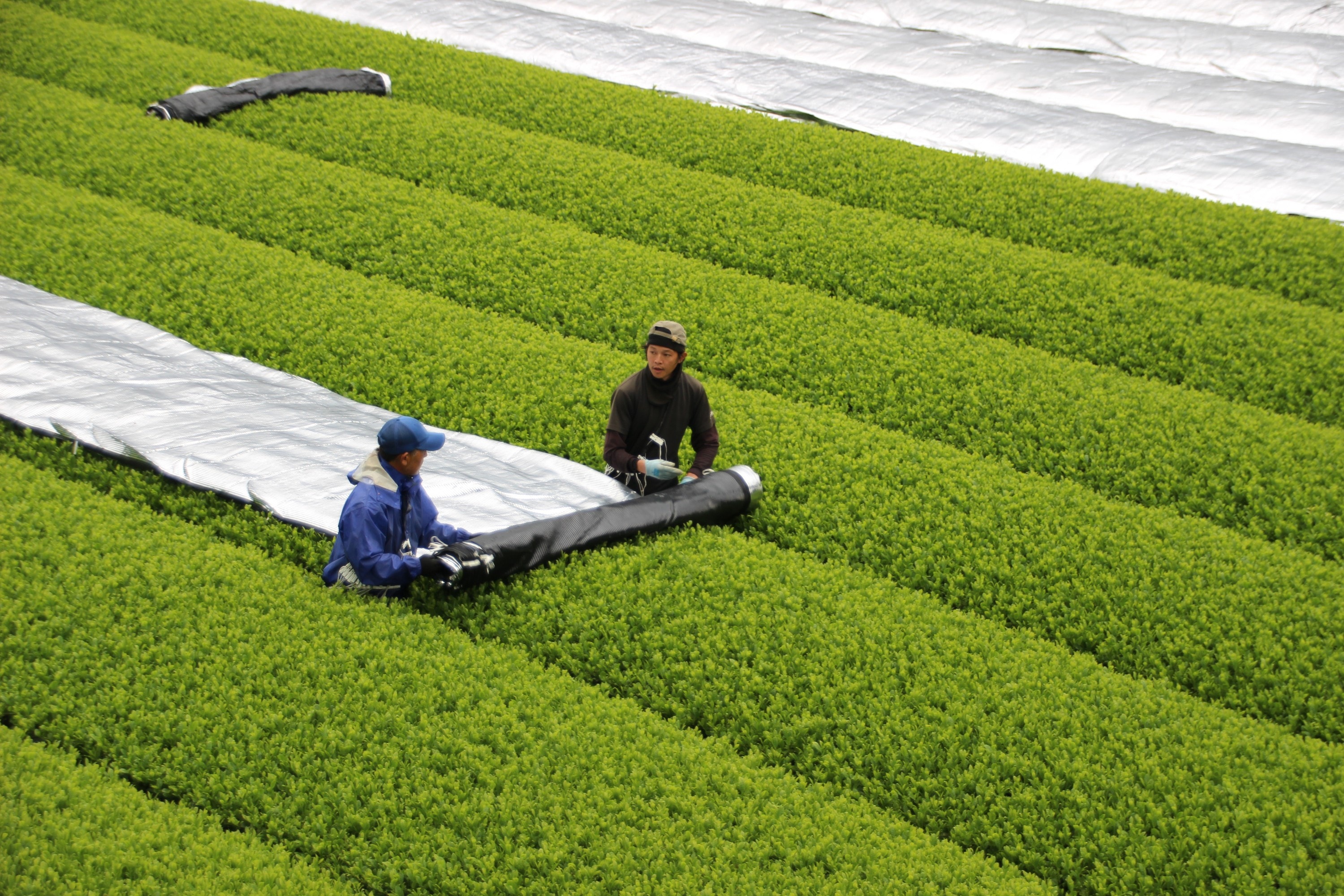 Growers covering tea rows with shade cloth before the harvest