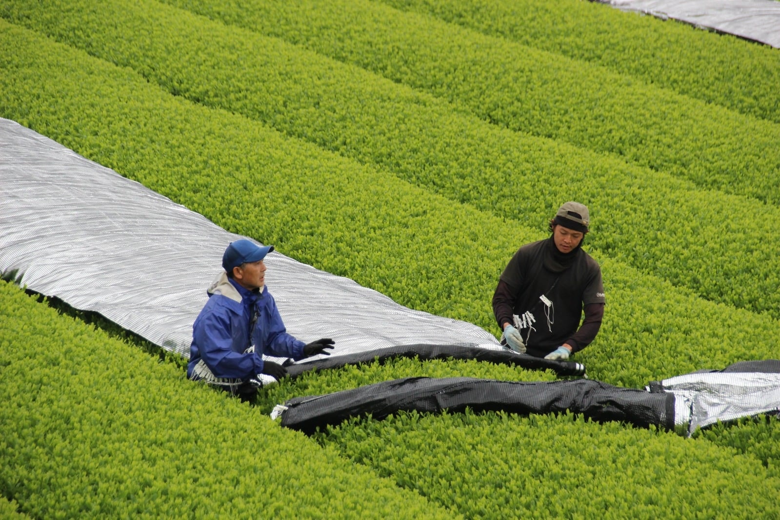 Two growers spreading black shade cloth over rows of tea bushes