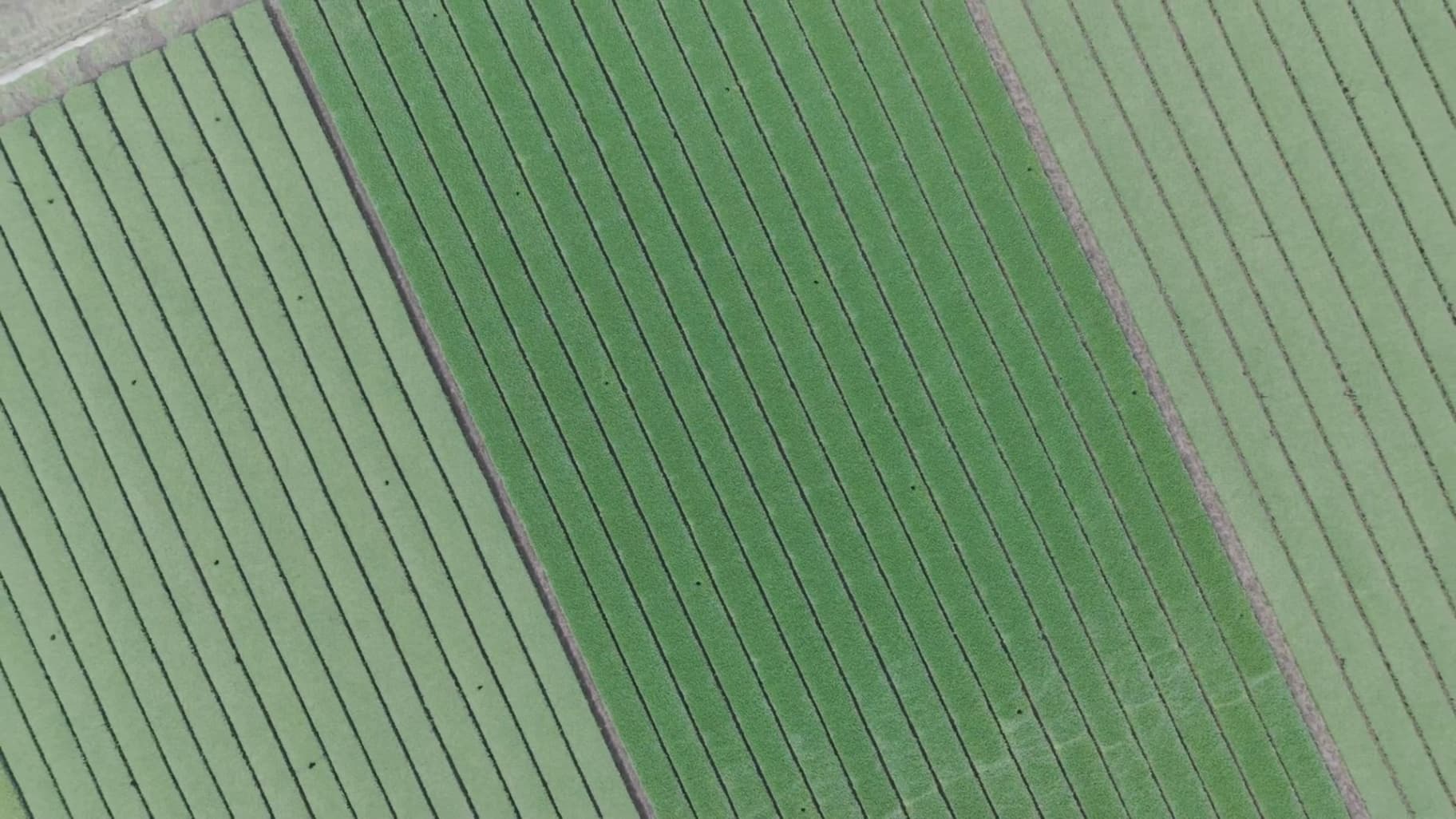 Aerial view of RIKYU Matcha tea fields in Japan