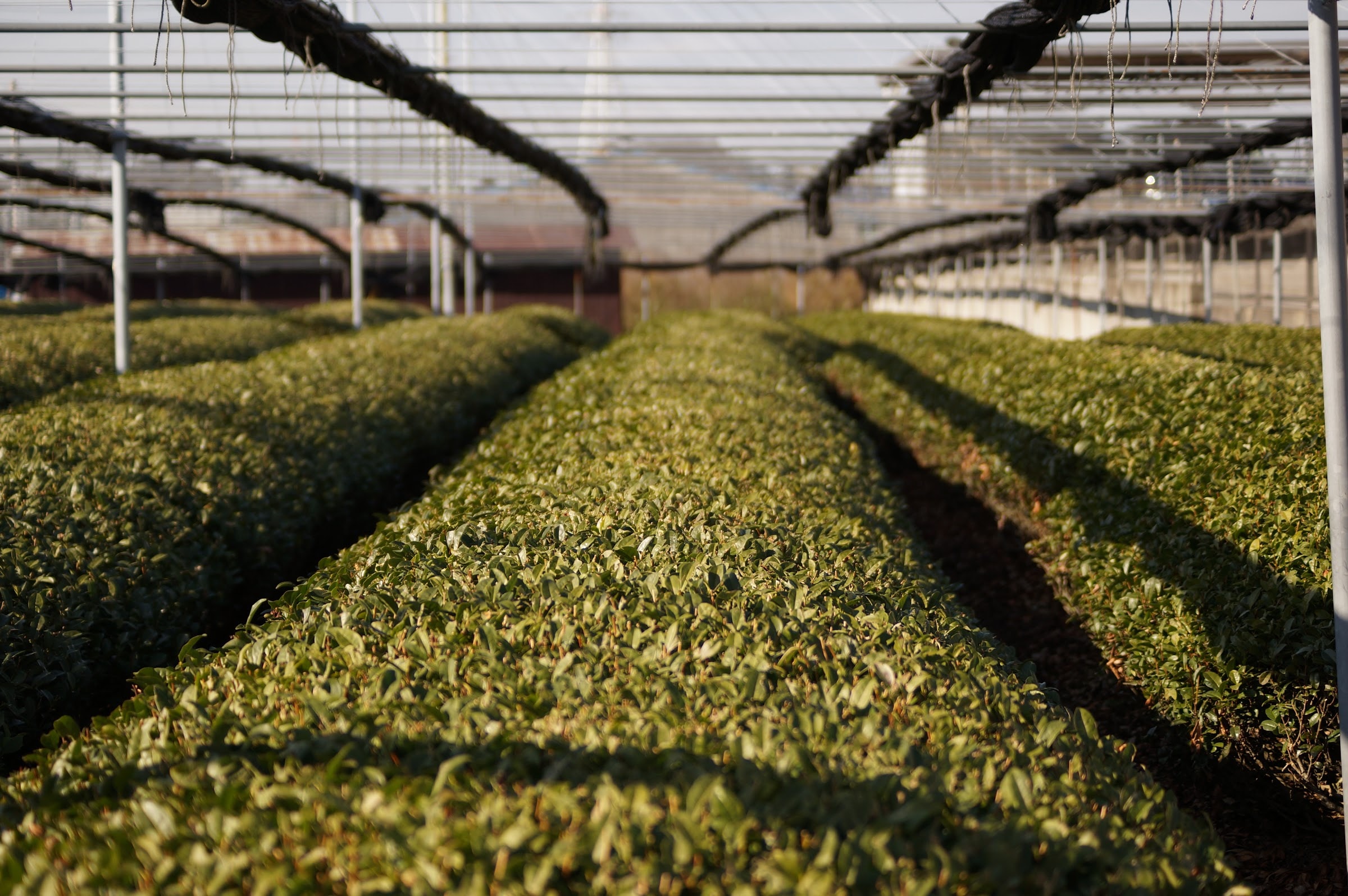 Shaded tencha fields under black netting in Nishio