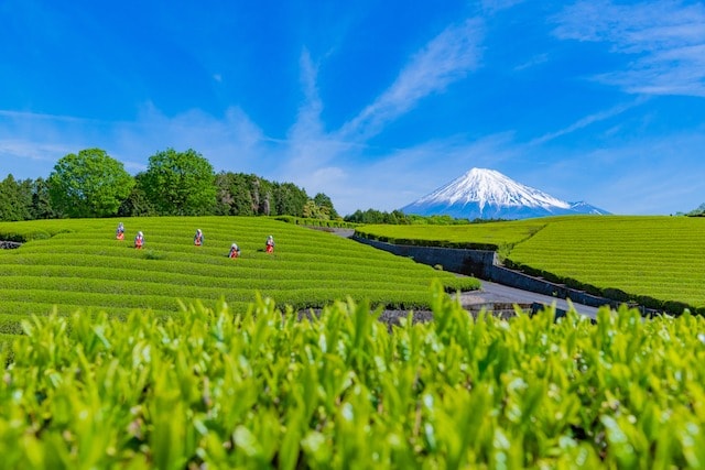 Tea fields in Shizuoka with Mount Fuji behind